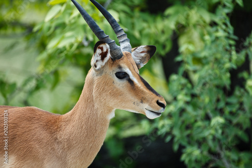 Fotografie Closeup of the head and face of a springbok gazelle
