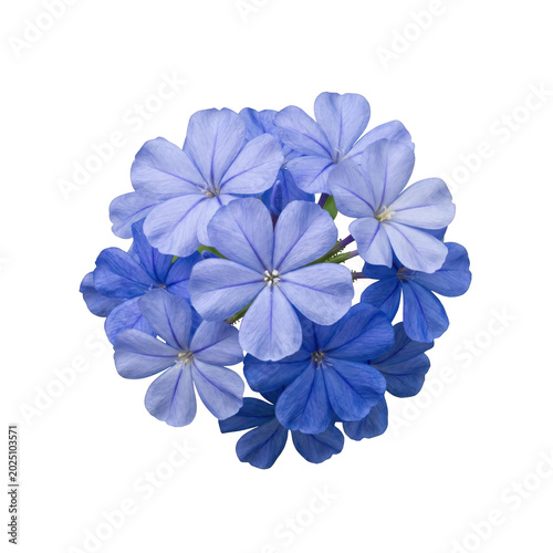 Blue plumbago auriculata flower cluster isolated on transparent background