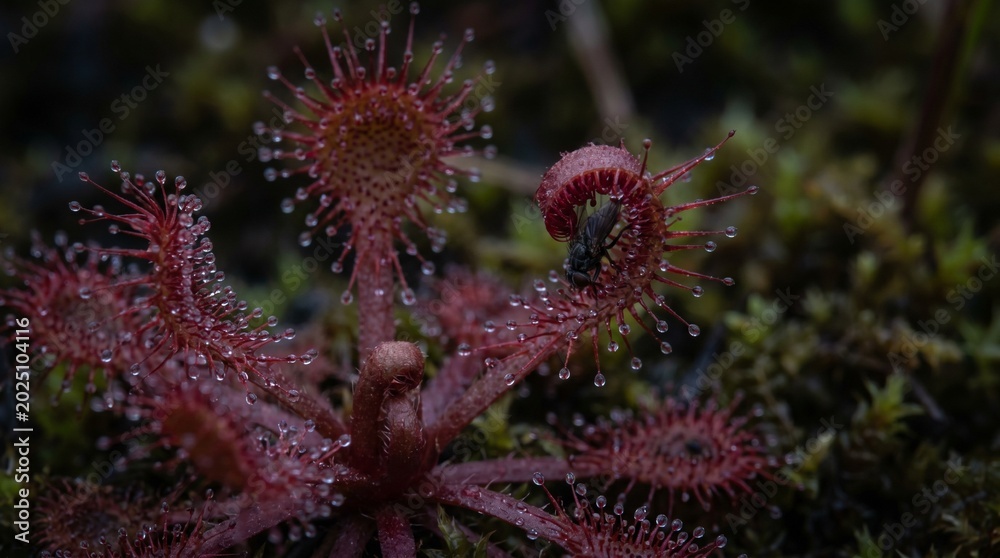 Fototapeta premium Close-up of Sundew Plant with Dew Drops in Natural Wetland Setting