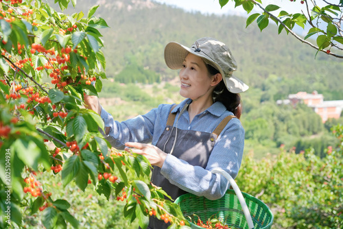 Female Farmer Harvesting Fresh Cherries in Outdoor Orchard