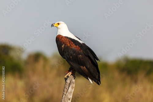 Foto eagle