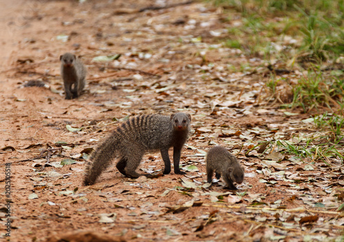 Принти на полотні A banded mongoose (Mungos mungo) and its young forage on a dirt path covered with leaves and grass
