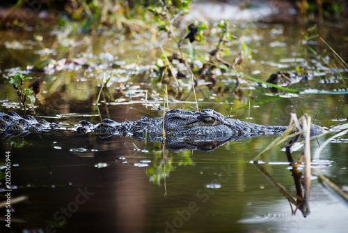 Canvastavla A crocodile (Crocodylus niloticus) emerges from murky water, its eye visible above the surface