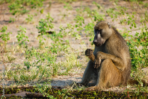 Photos A baboon (Papio ursinus) sits on the ground eating a leaf.