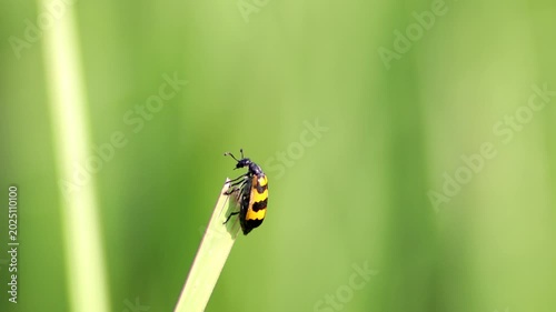 Macro shot of Blister Beetle, Hycleus rouxi