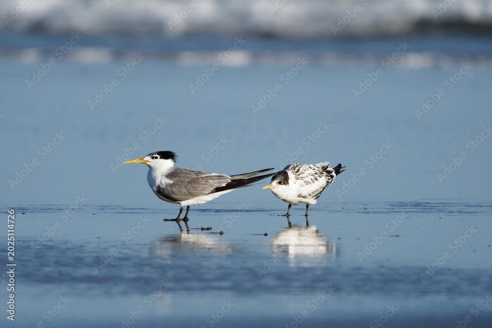 Fototapeta premium Great Crested Tern adult and juvenile