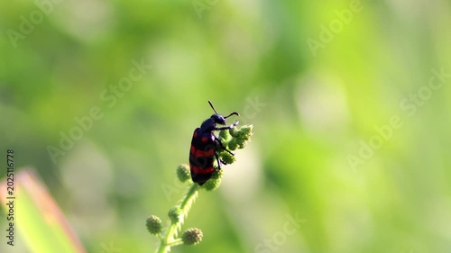Macro shot of a bright black and red Poisonous Blister Beetle, Mylabris pustulata