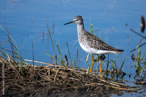 Lesser Yellowlegs in a Marsh