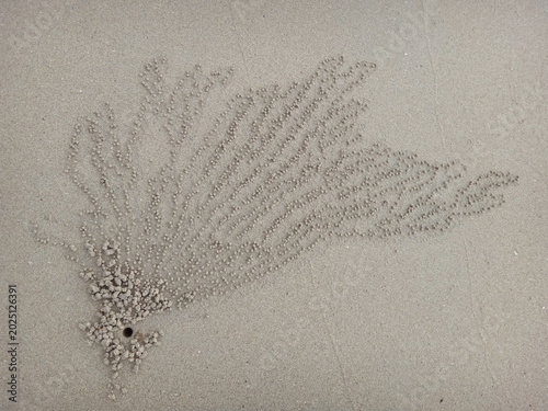 Photos Sand bubbler crab burrow with patterns of sand pellets on the beach
