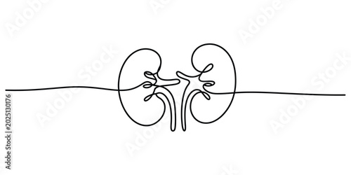 Cuadro en lienzo Continuous one line drawing of human kidney anatomy organ