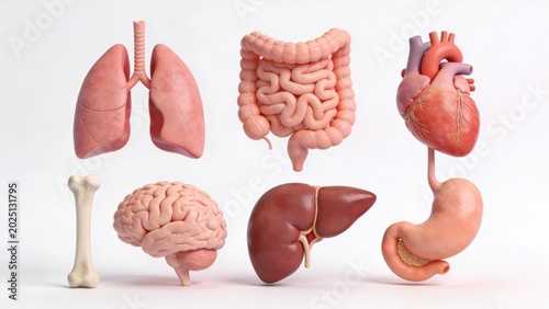 Human Anatomy Models: Lungs, Intestines, Heart, Bone, Brain, Liver, Stomach Isolated on White Background - Realistic