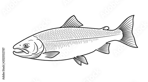 Photos Salmon Fish Illustration