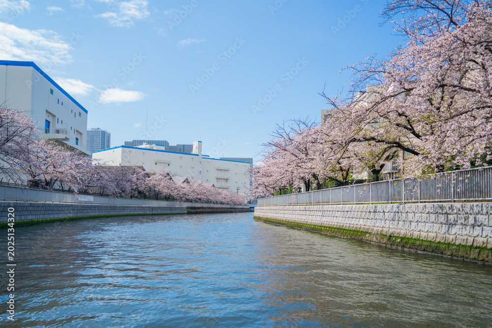 Obraz premium 大横川桜並木 10