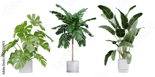 Collection of tropical house plants in concrete pots including Monstera and Strelitzia isolated on transparent background 3d rendering png