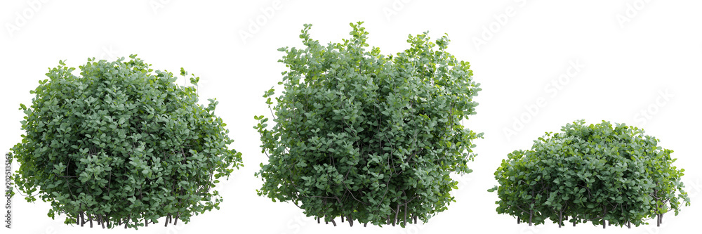 Obraz premium Set of three lush green dense evergreen bushes isolated on transparent background 3d rendering png