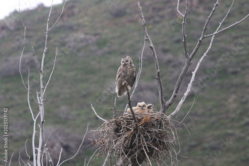 Cuadro en lienzo Owl hen with owlets in nest