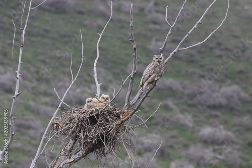 Foto Owl hen with owlets in nest