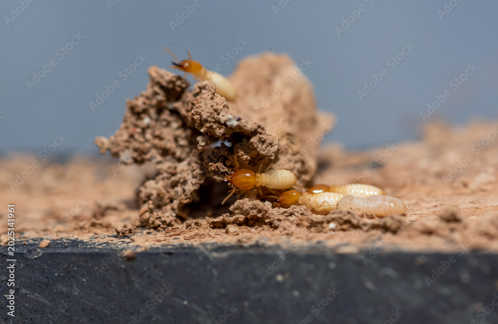 Fototapeta premium Close up of Termites Eating wood, (Termite damage house)