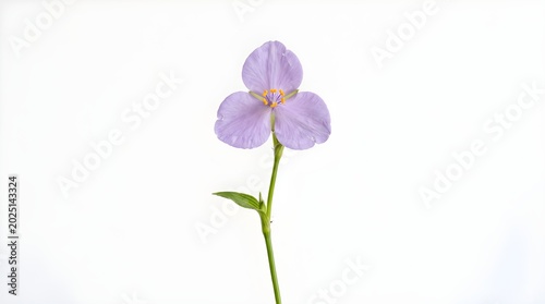 violet flower isolated on white background