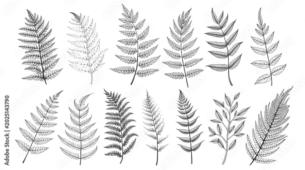 Fototapeta premium Fern Frond Collection: A detailed illustration showcases a variety of fern fronds, meticulously drawn in a classic sketch style, highlighting the delicate patterns of nature.
