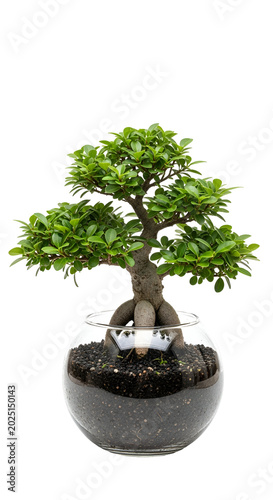 Isolated Green Bonsai Tree ...