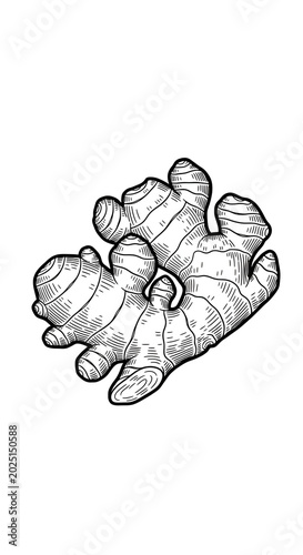 Isolated Hand Drawn Ginger ...