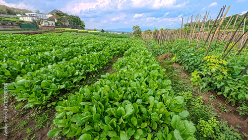 Fotografía Beautiful green choy sum or mustard greens field with mountain landscape background