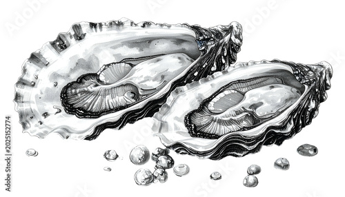 Isolated Oyster Illustratio...