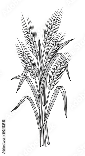 Isolated Pampas Grass Illus...
