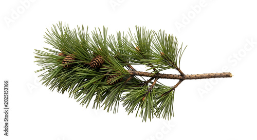 Isolated Pine Branch With P...