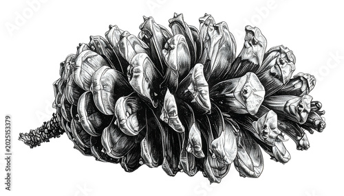 Isolated Pinecone Realistic...