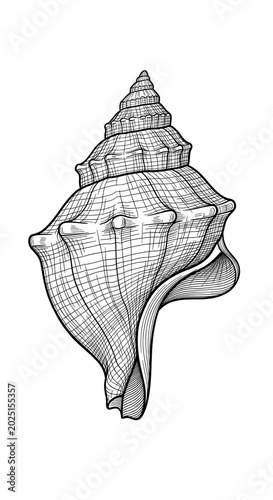 Isolated Seashell Illustrat...