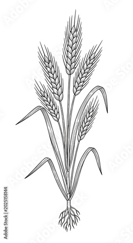 Isolated Wheat Stalk Illust...