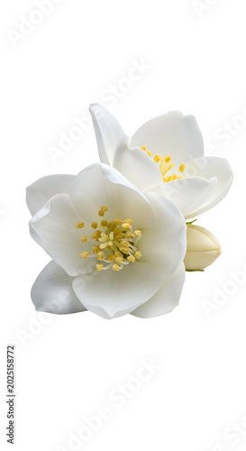 Isolated White Jasmine Flow...