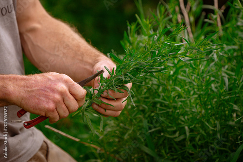 Bild auf Leinwand up close of person's hands clipping and harvesting tarragon herb