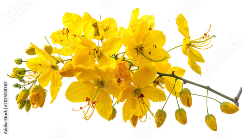 Isolated Yellow Cassia Fist...