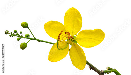 Isolated Yellow Cassia Fist...