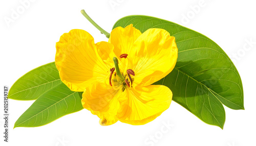 Isolated Yellow Flower With...
