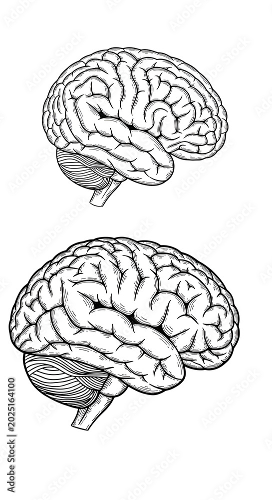 Fototapeta premium Line Art Brain Illustration Isolated on Transparent Background