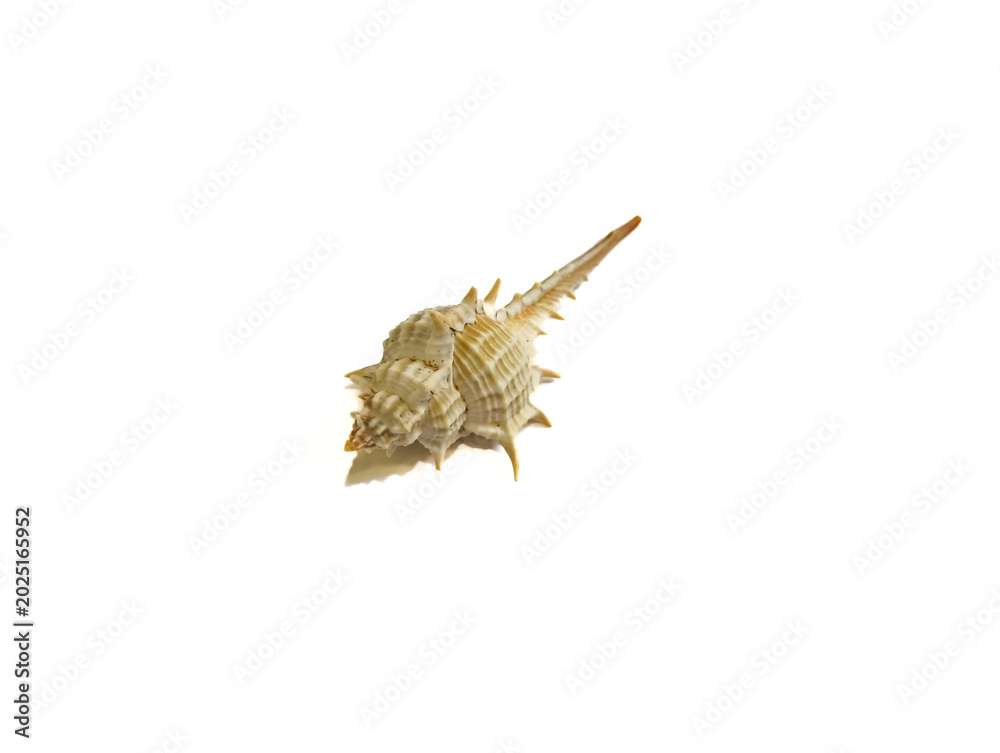Fototapeta premium sea shell isolated on white