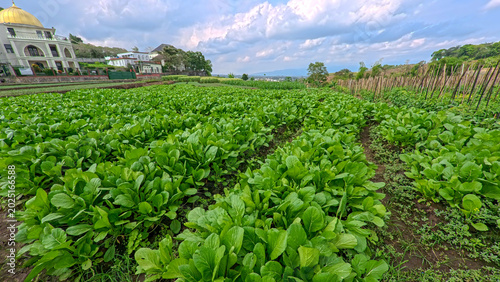 Schilderij op canvas Beautiful green choy sum or mustard greens field with mountain landscape background