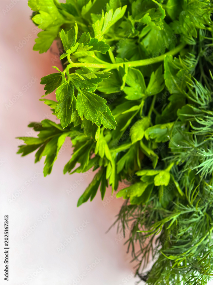 Fototapeta premium Fresh Green Dill And Herbs Background Texture