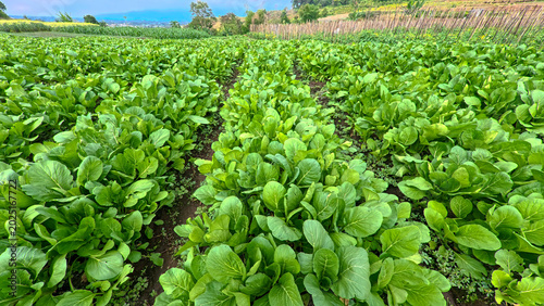 Cuadro en lienzo Beautiful green choy sum or mustard greens field with mountain landscape background