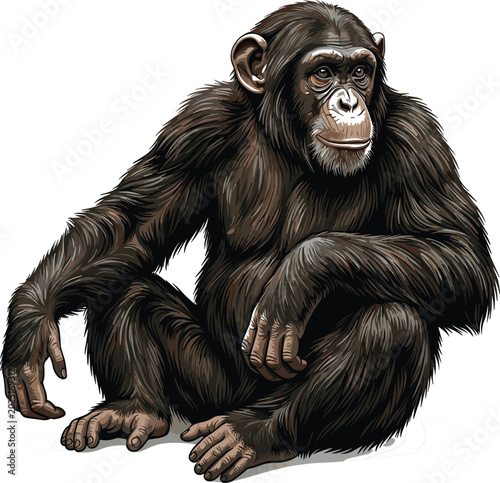 Canvas Print Chimpanzee monkey isolated, realistic wild primate animal sitting on transparent
