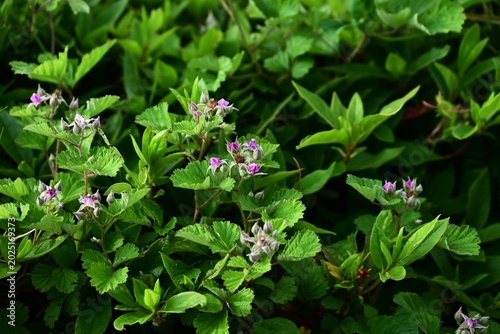 Native raspberry (Rubus parvifolius) flowers. Rosaceae deciduous shrub. In early summer, pale pink flowers with five petals that do not open fully bloom.
