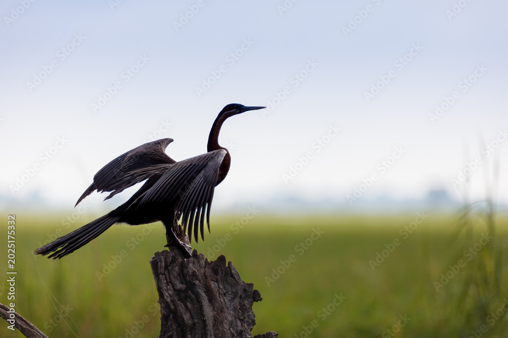 Obraz premium Closeup of a purple heron wings outstretched sitting on dead stump of tree