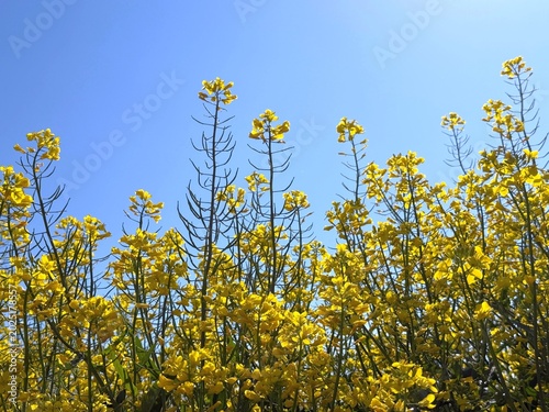 Rapeseed canola colza field yellow flowering plant against sky
