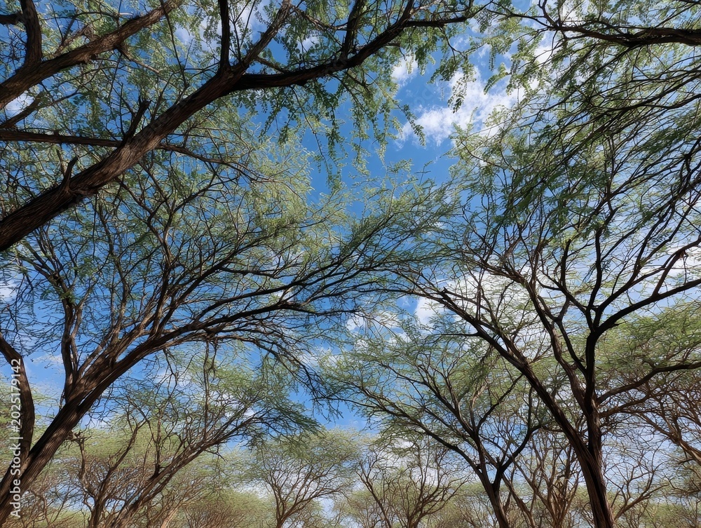 Fototapeta premium overhead view of tree branches and bright blue sky with sunlight filtering through the canopy
