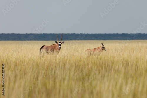 Tableau sur toile Gemsbok, Oryx gazella, with straight horns pose in grass field in Namibia