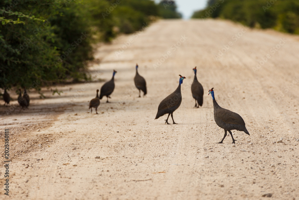 Fototapeta premium Close up of Flock of helmeted guineafowl, meleagris, crossing road in Africa